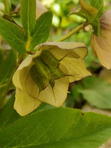 IreneRoldan en Hamelin: Flora  (Madrid), Helleborus orientalis Lam., Primavera en el #realjardinbotanicomadrid 