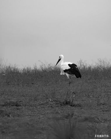Ignoto en Hamelin: Fauna  (Aznalcázar)