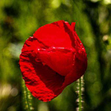 Mistela17 en Hamelin: Flora  (Palencia), Papaver rhoeas, #flora21 