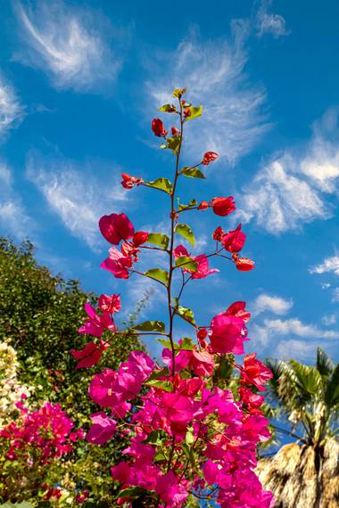 manuel.torres1 en Hamelin: Flora  (Barcelona), #flor  #planta  #jardines  #vegetal  #naturaleza  #botánica  @Bougainvillea