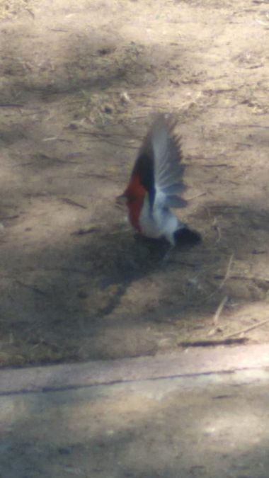 GrachuV. en Hamelin: Fauna  (Santa Fe), Paroaria coronata (J.F.Miller, 1776), Cardenal.!!!!!🌺