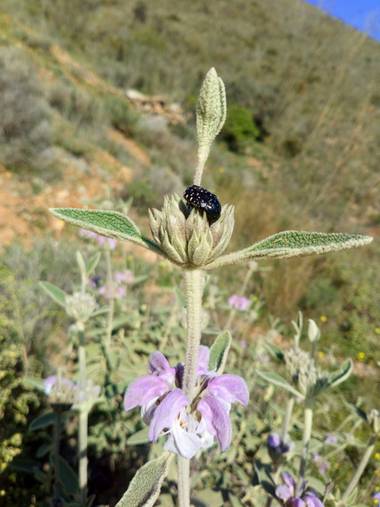 Apasnau75 en Hamelin: Flora  (Málaga), Phlomis purpurea, Matagallo colonizado por insecto.