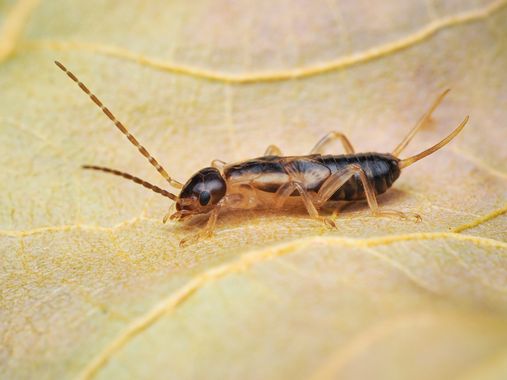 Antonio Jesús Palma Aranda en Hamelin: Fauna  (Lora del Río), Otra foto que le hice a la Tijereta común o cortapichas. Forficula auricularia.

Me gusta más...