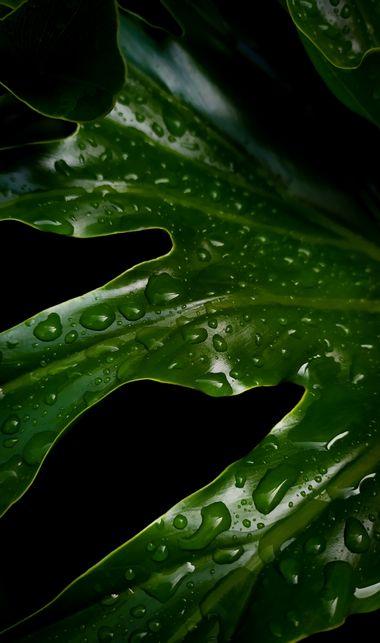 Michael_vinasco en Hamelin: Flora  (Bogotá, D.C.), La belleza de una planta
#flora 