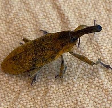 Anaortega2010 en Hamelin: Fauna  (Las Rozas de Madrid), #insecto #bicho 