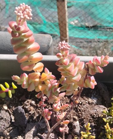 Solerantonio2 en Hamelin: Flora  (Vícar), Crassula rupestris, Planta