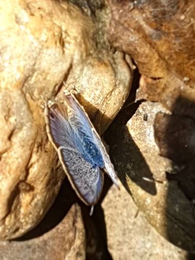 Eva.160968 en Hamelin: Fauna  (Orense), #mariposa