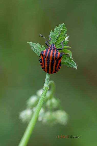 isidorogomez53 en Hamelin: Fauna  (Carrer de l'Or), Una chinche de las hojas, esta en concreto es muy abundante y su plantas nutricia preferidas son las ma...