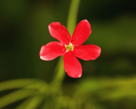 Juanatlantida82 en Hamelin: Flora, Combretum indicum, Flores 


