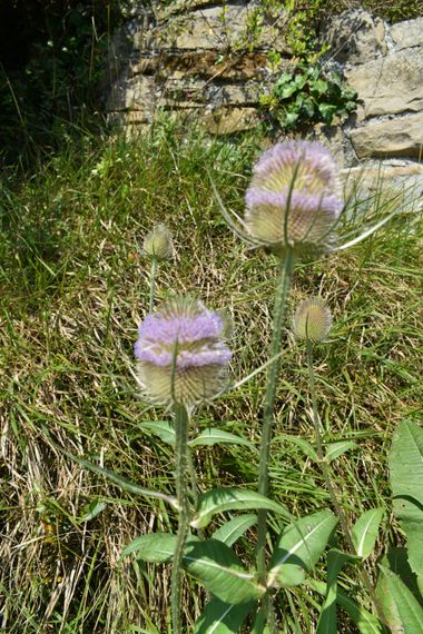 Solerantonio2 en Hamelin: Flora  (Cangas de Onís), Dipsacus fullonum, Planta