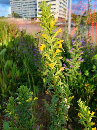 Mpinfante en Hamelin: Flora  (La Coruña), Parentucellia viscosa, En un terreno con maquinaria y bloques de cementos aún quedan pequeñas hileras de variadas...
