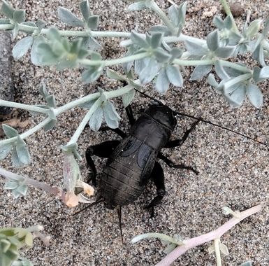 Solerantonio2 en Hamelin: Fauna  (Níjar), Insecto