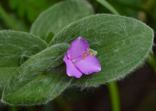 ivanmanuel en Hamelin: Flora  (San Lorenzo), Tradescantia sillamontana, #tradescantia 