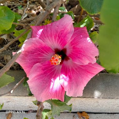 Solerantonio2 en Hamelin: Flora  (Almería), Hibiscus rosa sinensis