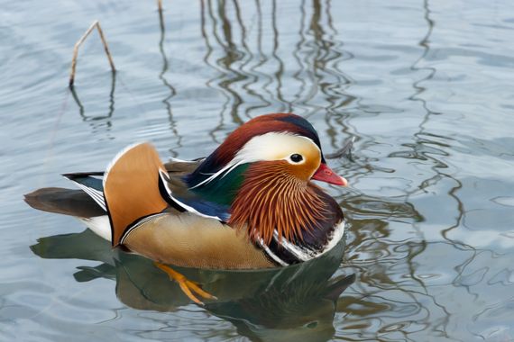 Jfornellcosta en Hamelin: Fauna  (la Canya), Aix galericulata (Linnaeus, 1758), #aixgalericulata #banyoles #estanydebanyoles #pladelestany 