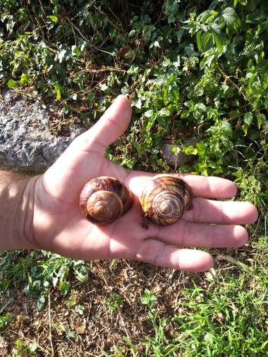 Nuriarodrimolina en Hamelin: Fauna  (La Nou)