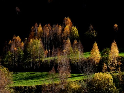 Georginaag en Hamelin: Flora  (Llanars), #flora #trees #paisajes20 