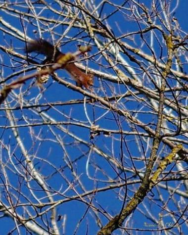 Noemi en Hamelin: Fauna, Sciurus vulgaris Linnaeus, 1758, Dificil tarea congelar los rápidos movimientos de la ardilla entre las ramas... #otoño20 #ardill...