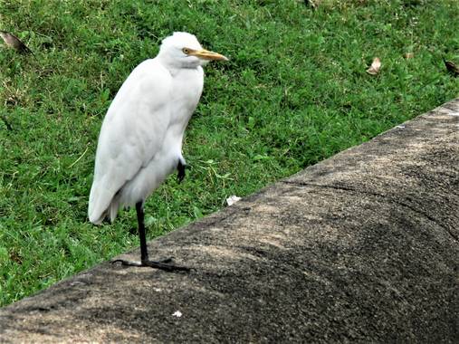 Liliane.chinyavong en Hamelin: Fauna  (Sri Jayewardenepura Kotte), Bubulcus ibis (Linnaeus, 1758), #Aves21