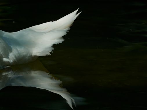 Gracia.noelia en Hamelin: Fauna  (La Vall de Boí), Reflejo de la cola

#fauna #naturaleza #cisneblanco #reflejos #detalles #aves 