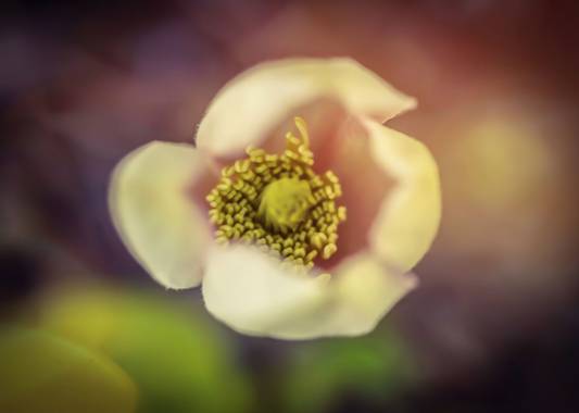 rqsalcedo en Hamelin: Flora  (Paracuellos de Jarama), #flores2021
#flora21 