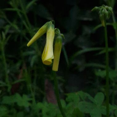 Jonathanmartinbedia0007 en Hamelin: Flora, Oxalis pes-caprae, Elegancia 