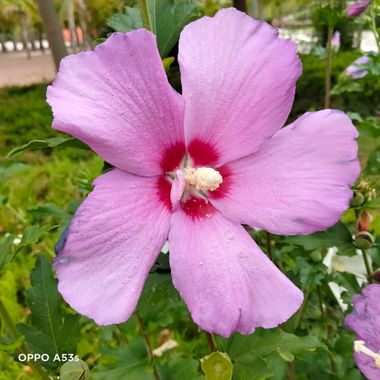 Solerantonio2 en Hamelin: Flora  (Almería), Hibiscus syriacus, Planta