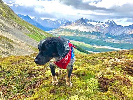 NachoCanalesfotografia en Hamelin: Paisaje  (Ushuaia), Shelter en su lugar favorito, las montañas
#doglover #perro #perros #montaña 
#patagoniaargentina 