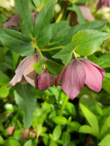 IreneRoldan en Hamelin: Flora  (Madrid), Helleborus orientalis, Primavera en el #realjardinbotanicomadrid 