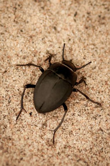 Ninigabi en Hamelin: Fauna  (Isla Cristina), #insecto #fauna #escarabajo