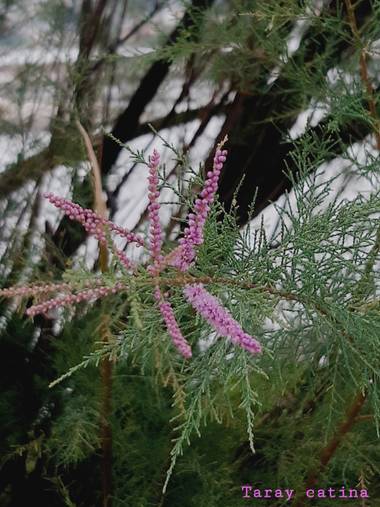 Mpinfante en Hamelin: Flora, Tamarix ramosissima, TAMARIZ