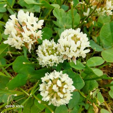 Solerantonio2 en Hamelin: Flora  (Almería), Trifolium repens, Planta