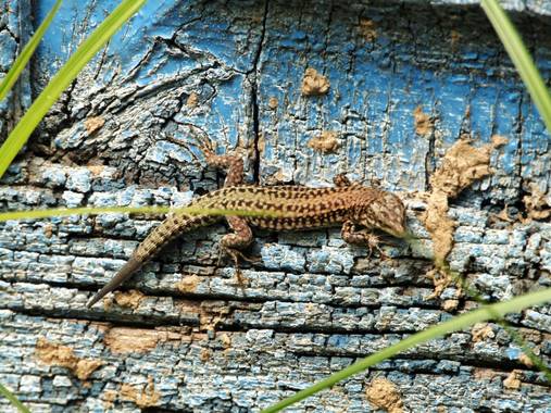 Mivilor68 en Hamelin: Fauna  (Priaranza del Bierzo), Lagartija roquera

#lagartijas 