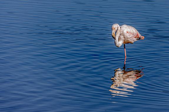 Robertosallen en Hamelin: Fauna 