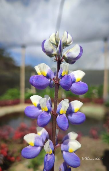 littleworld28 en Hamelin: Flora  (Medellín), Cuando tome está fotografía no sabía q era la flor del chocho (una especie de grano) #flora #flora21 