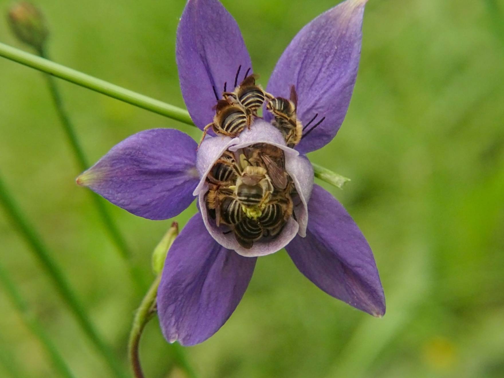 Auileña común  (Aquilegia vulgaris)