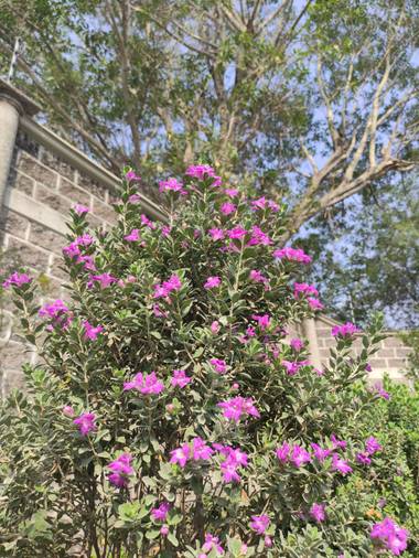Are Reyes Mendoza en Hamelin: Flora  (Cuautla), Leucophyllum frutescens, ¡Camino de cenizos! 🌱🌺 #flora21 
