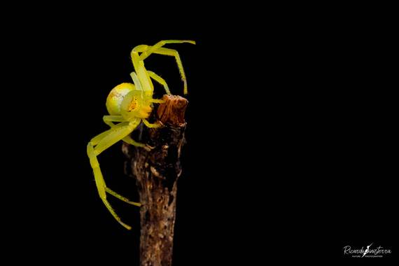 sinisterra2009 en Hamelin: Fauna  (Cali), 
Araña cangrejo 
Tomísidos (Thomisidae)
Colombia Valle del Cauca 

https://instagram.com/sinisterra2009?igshid=1q...