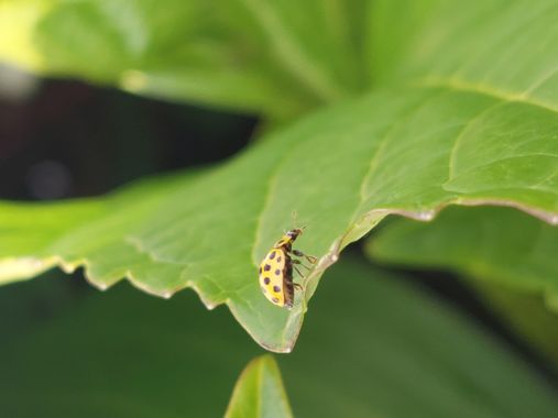 Mpinfante en Hamelin: Fauna, Mariquita de 22 puntos... creo recordar...
Esta claro que los finales apoteósicos no son lo mío. Voy a bajarme de la parra......