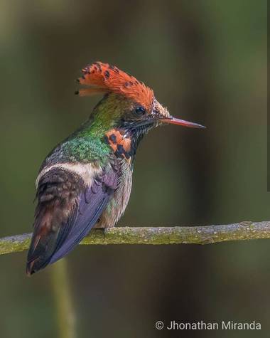jhonathanmiranda1 en Hamelin: Fauna  (Caracas), Lophornis stictolophus Salvin & Elliot, 1873, Increíble combinación

#aves21 #avesdevenezuela #birdsofvenez...
