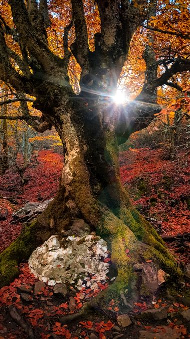 Leticiavitutia en Hamelin: Paisaje, Colores del otoño. 