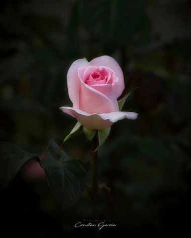 Kons en Hamelin: Flora  (La Coruña), #rosa 
