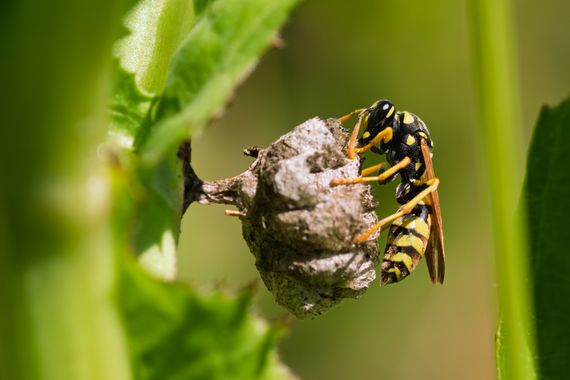 Leo Molinary en Hamelin: Fauna  (Peñón-Zapata-Molina), #insectos #insecto 