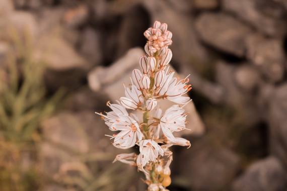 Cris Cabrera en Hamelin: Flora, Asphodelus ayardii, #flora21 #hamelinflora #hamelin #flower #plant #nature #naturaleza #plantas #biodiversity #biodiversid...