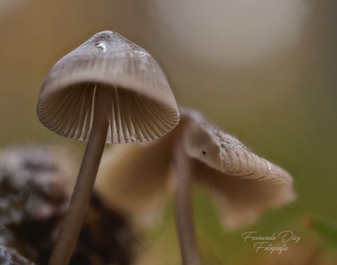 fdhphotos en Hamelin: Observación  (Canencia), #setas 
