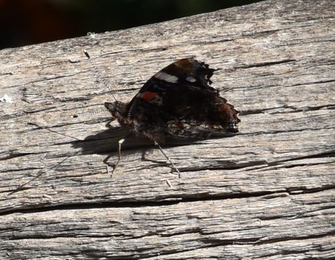 Solerantonio2 en Hamelin: Fauna  (Almería), Vanessa atalanta (Linnaeus, 1758), Insecto