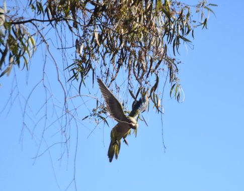 Solerantonio2 en Hamelin: Fauna  (Almeria), Cotorra argentina