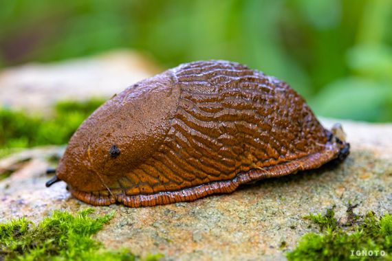 Ignoto en Hamelin: Fauna  (Irún)