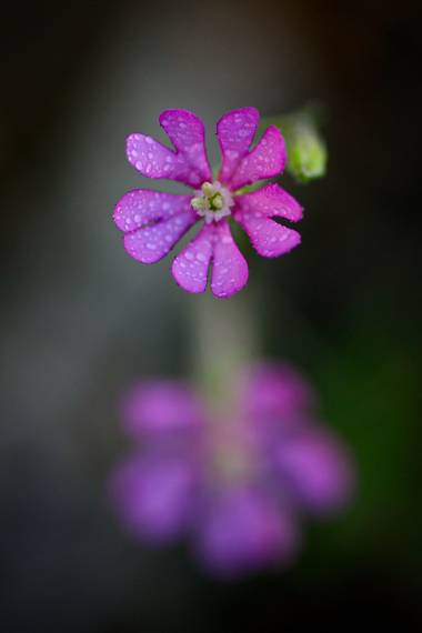 Ninigabi en Hamelin: Flora  (Isla Cristina), Silene colorata, #florpequeñitarosa