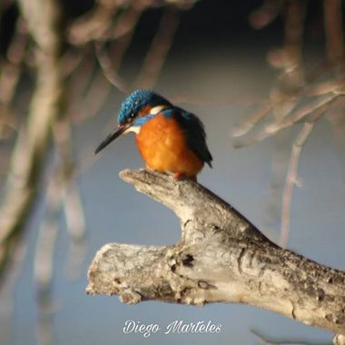 Diego en Hamelin: Fauna  (Zaragoza), Alcedo atthis (Linnaeus, 1758), #martinpescador #alcedoatthis #aves #zaragoza #ebro #canon 